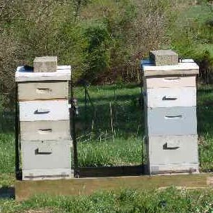PF Hives at PF apr 2010