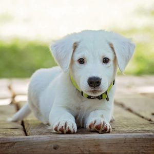 Picture of a white puppy